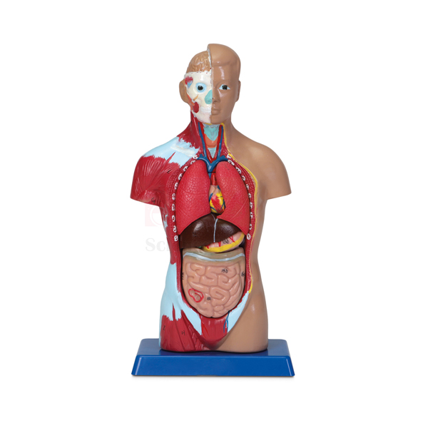 Human Micro Sexless Torso Model